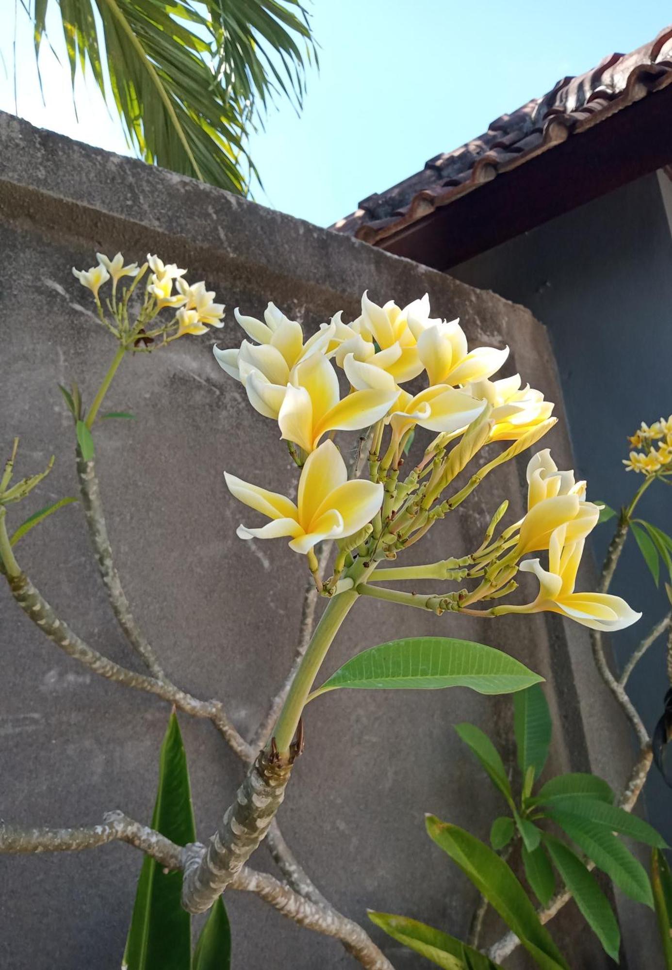 Parama Homestay Balangan Uluwatu Zewnętrze zdjęcie